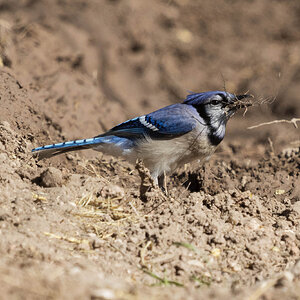 Blue Jay-7N8A7740-w.jpg