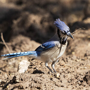 Blue Jay-7N8A7745-w.jpg