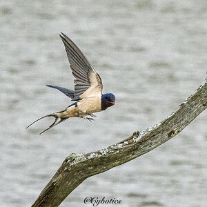 Swallow