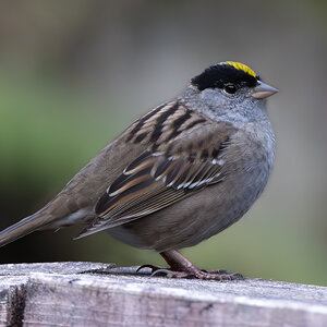 Golden-Crowned Sparrow