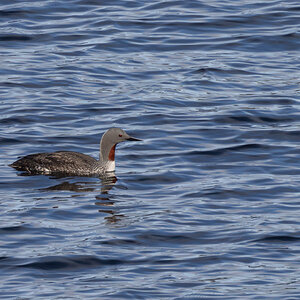 Red-Throated Loon