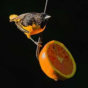 Baltimore Oriole