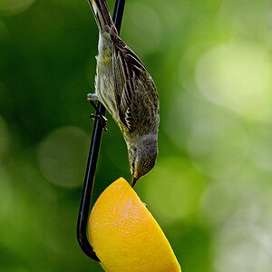 Cape May Warbler