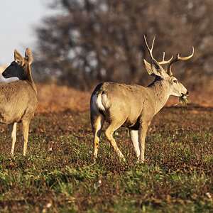 Deer_PT_2596-W.jpg