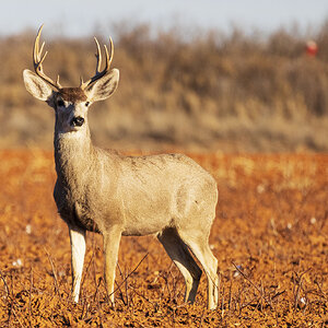 Deer_PT_2641-W.jpg