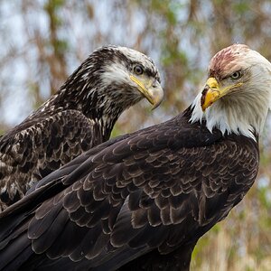 Pair of Bald Eagles 2.jpg