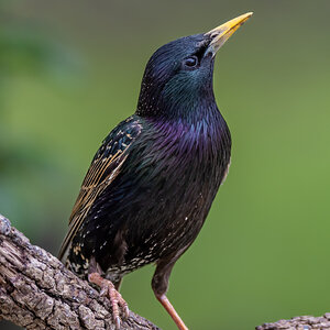 San Antonio Starling