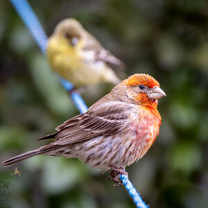 House Finch in front of lesser goldfinch