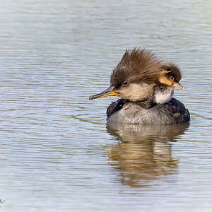 wetlandFerry.print2jpgSMALL.jpg