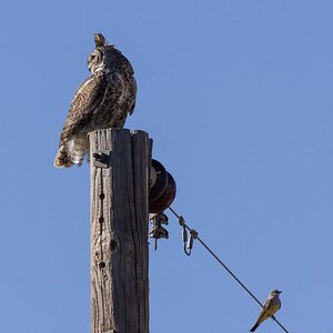 Great Horned Owl-7N8A7826-w.jpg