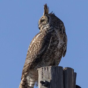 Great Horned Owl-7N8A7847-w.jpg