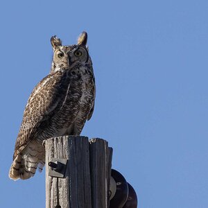 Great Horned Owl-7N8A7852-w.jpg