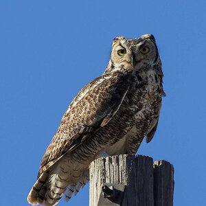 Owl-7N8A7911-w.jpg