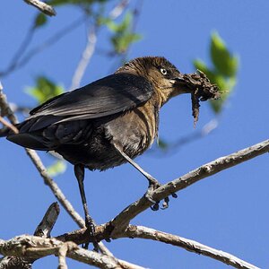 Grackle-7N8A7632-w.jpg