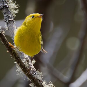 Wilsons Warbler 2.jpg