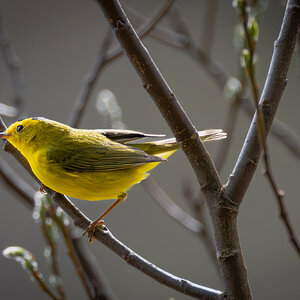 Wilsons Warbler.jpg