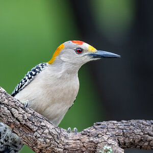 Golden Breasted Woodpecker, male, San Antonio