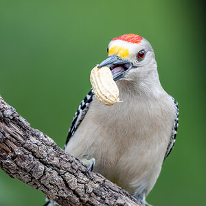 Golden Breasted Woodpecker, male, San Antonio