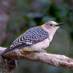 Golden Breasted Woodpecker, female, San Antonio