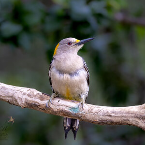 Golden Breasted Woodpecker, female, San Antonio