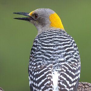 Golden Breasted Woodpecker, female, San Antonio