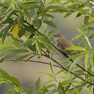 Oriental Reed Warbler