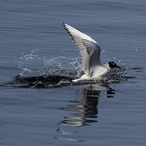 Bonaparte's Gull Water Take Off