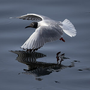 Another Bonaparte's Gull Reflection Captured