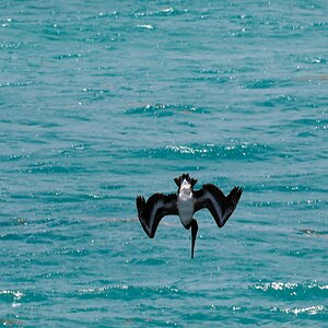 Pelican Diving-5703.jpg