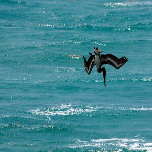 Pelican Diving-5518.jpg