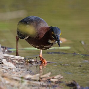 GreenHeron