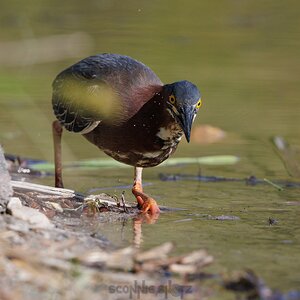 May10_23-WingraGreenHeron-92wr.jpeg