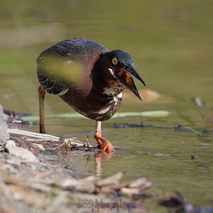 May10_23-WingraGreenHeron-95wr.jpeg