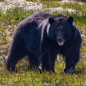 Black Bear at Herring Cove, Alaska