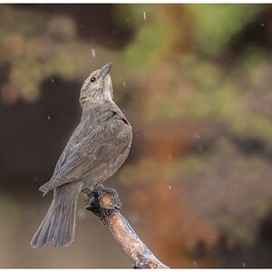 Brown-headed-Cowbird.jpg