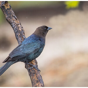 Brown-headed-Cowbird.jpg