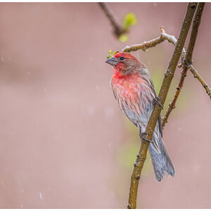 House Finch.jpg