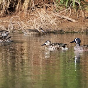 Blue-Winged Teal-7N8A8009-w.jpg