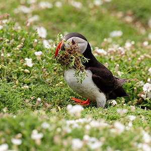 Skomer-4787.jpg