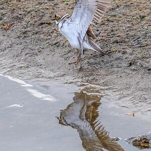 Little Ringed Plover