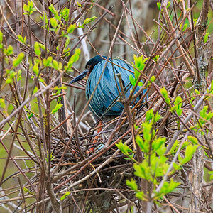 Nesting Green Heron