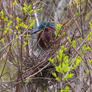 Nesting Green Heron