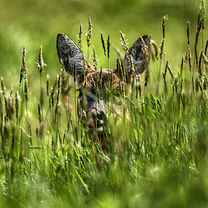 YOUNG ROE DEER.jpg