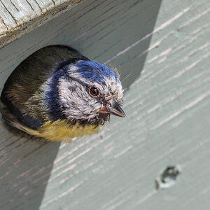 Blue Tit