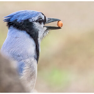 A Blue Jay with Its Prize