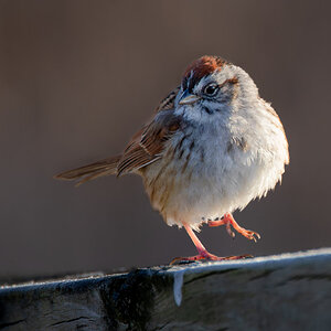 SwampSparrow-3.jpg