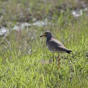 Grey-headed lapwing