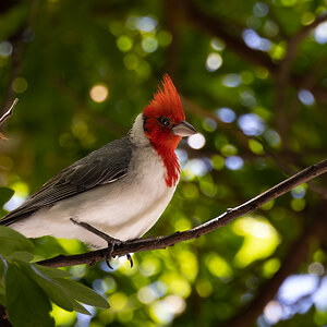 Red-Crested Cardinal