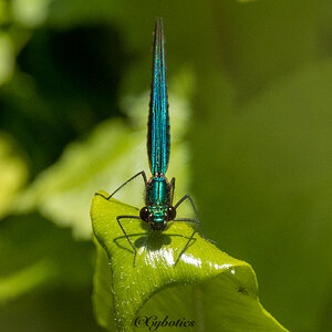 Beautiful Demoiselle