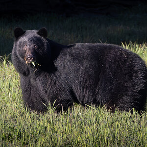 Black Bear - Tired of eating grass.  Salmon coming soon!